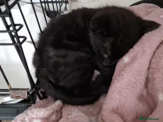 Mixed Breed cats Kittens - Advert 3