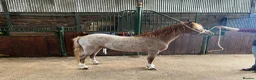 Welsh Section A horses for sale: For sale section A gelding  - Advert 2