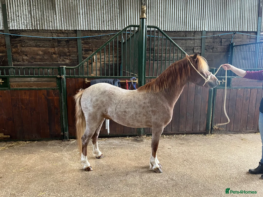 Welsh Section A horses for sale: For sale section A gelding  - Advert 2