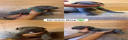 Staffordshire Bull Terrier dogs for sale:  Blue Staffordshire Bull Terrier Puppies Available - Advert 7