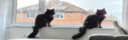 Mixed Breed cats for sale: Ragdoll X Domestic Long Hair. - Advert 6