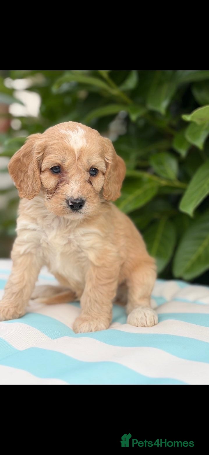 Cockapoo dogs Cockapoo males and females  - Advert 6