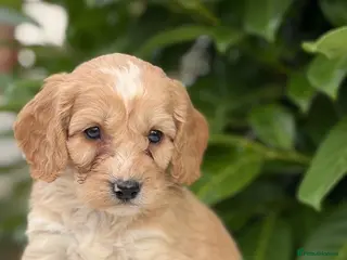 Cockapoo dogs Cockapoo males and females - Advert 6