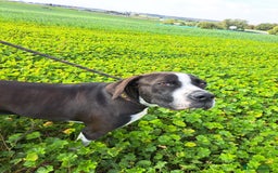 Pointer dogs for adoption: Phoebe, cuddly pointer girl, ready for her forever - Image 4
