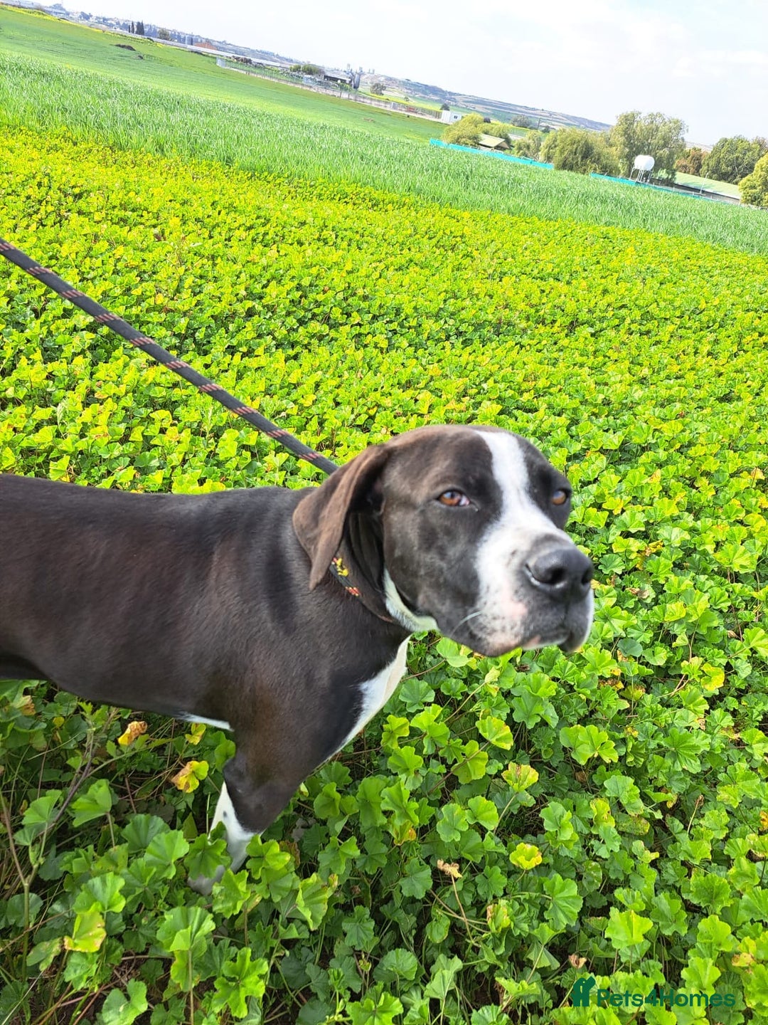 Pointer dogs for adoption: Phoebe, cuddly pointer girl, ready for her forever - Image 4