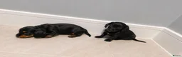 Dachshund dogs for sale: Dachshund puppies in London - Advert 9