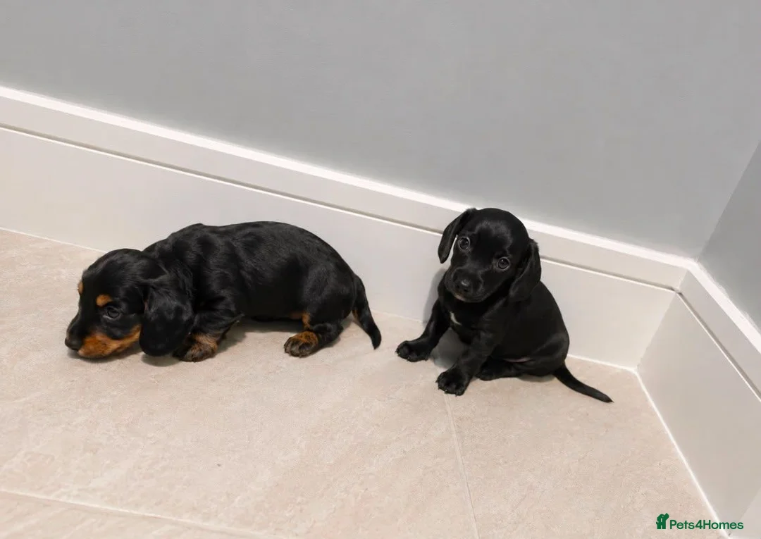 Dachshund dogs for sale: Dachshund puppies in London - Advert 9
