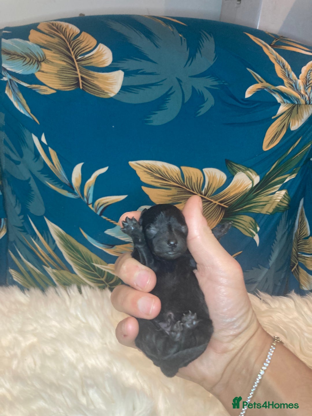 Toy Poodle dogs for sale: Beautiful toy poodle girl  - Advert 6