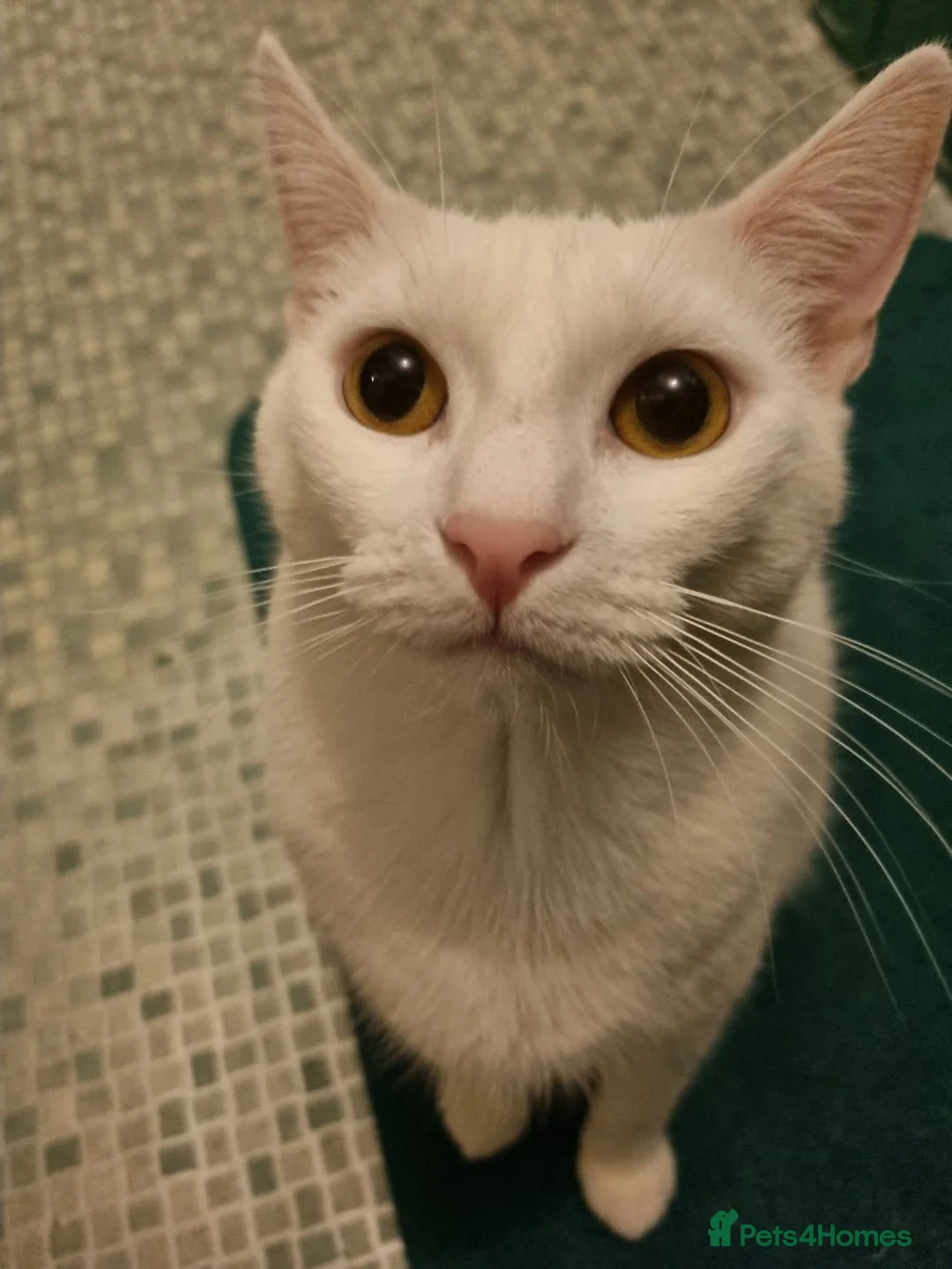 Mixed Breed cats for sale: Female sister house cats  - Advert 1