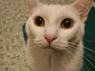 Mixed Breed cats Female sister house cats - Advert 2