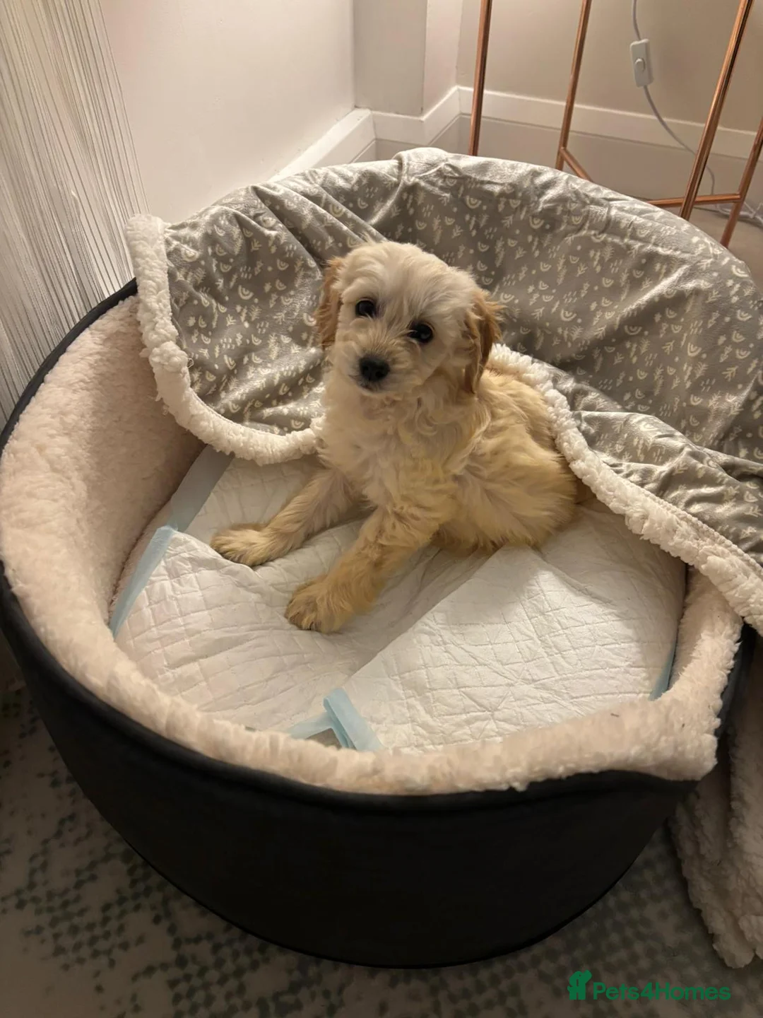 Cockapoo dogs for sale: 9 week old Cockapoo in London - Advert 1