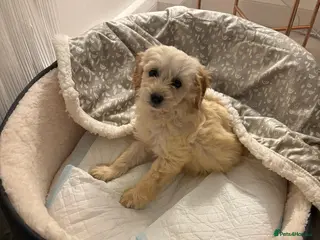 Cockapoo dogs 9 week old Cockapoo in London - Advert 1