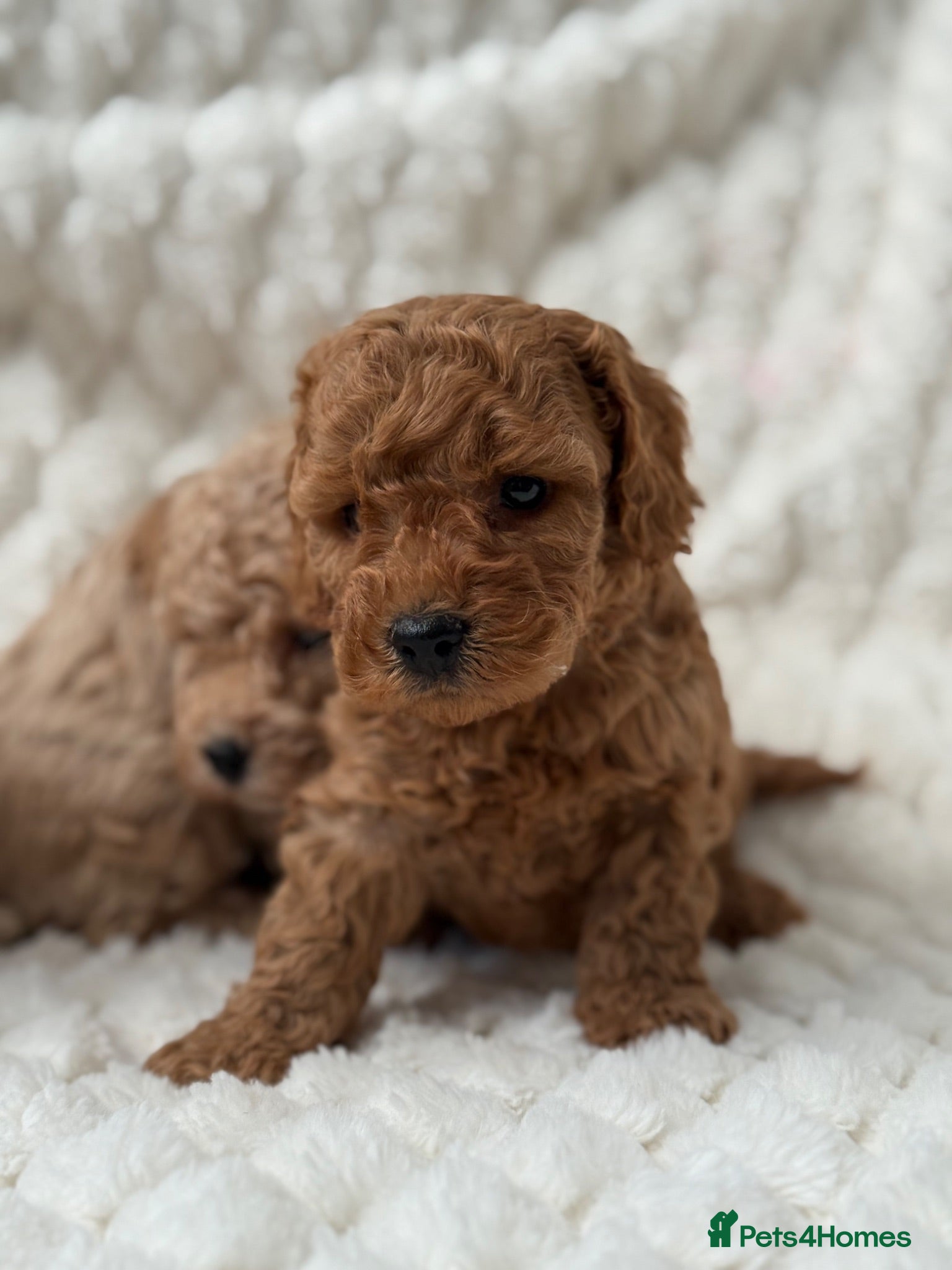 Mixed Breed dogs 🌟 MALTIPOO X COCKAPOO PUPPIES 🌟  - Advert 2