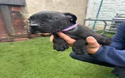 Cane Corso dogs for sale: Pure breed cane corso  - Image 29