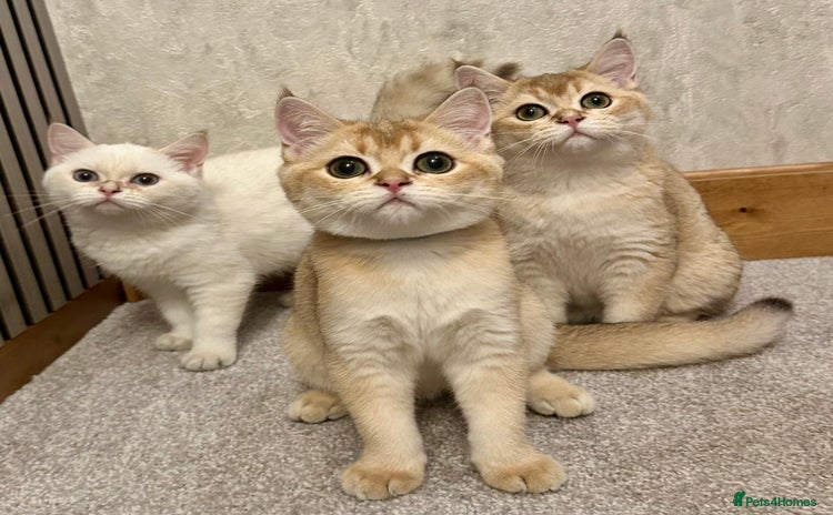 British Shorthair cats - Advert 2