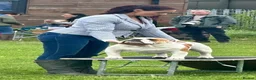 English Bulldog dogs for sale: 5* home needed, stunning healthy Myeisha bulldog - Advert 4