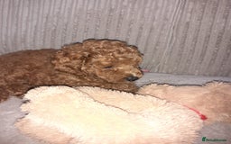 Toy Poodle dogs for sale: KC Registered gorgeous Red Toy Poodle Puppies - Image 3