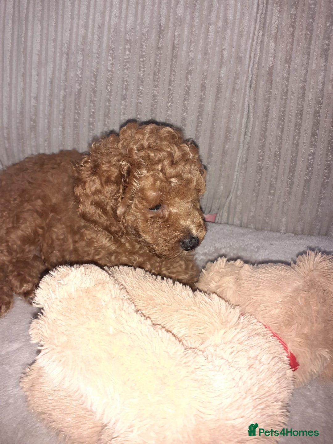 Toy Poodle dogs for sale: KC Registered gorgeous Red Toy Poodle Puppies - Image 3