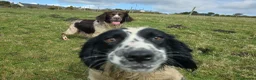 English Springer Spaniel dogs for adoption: Skye Black & White ESS 2 year old Adult  - Advert 9
