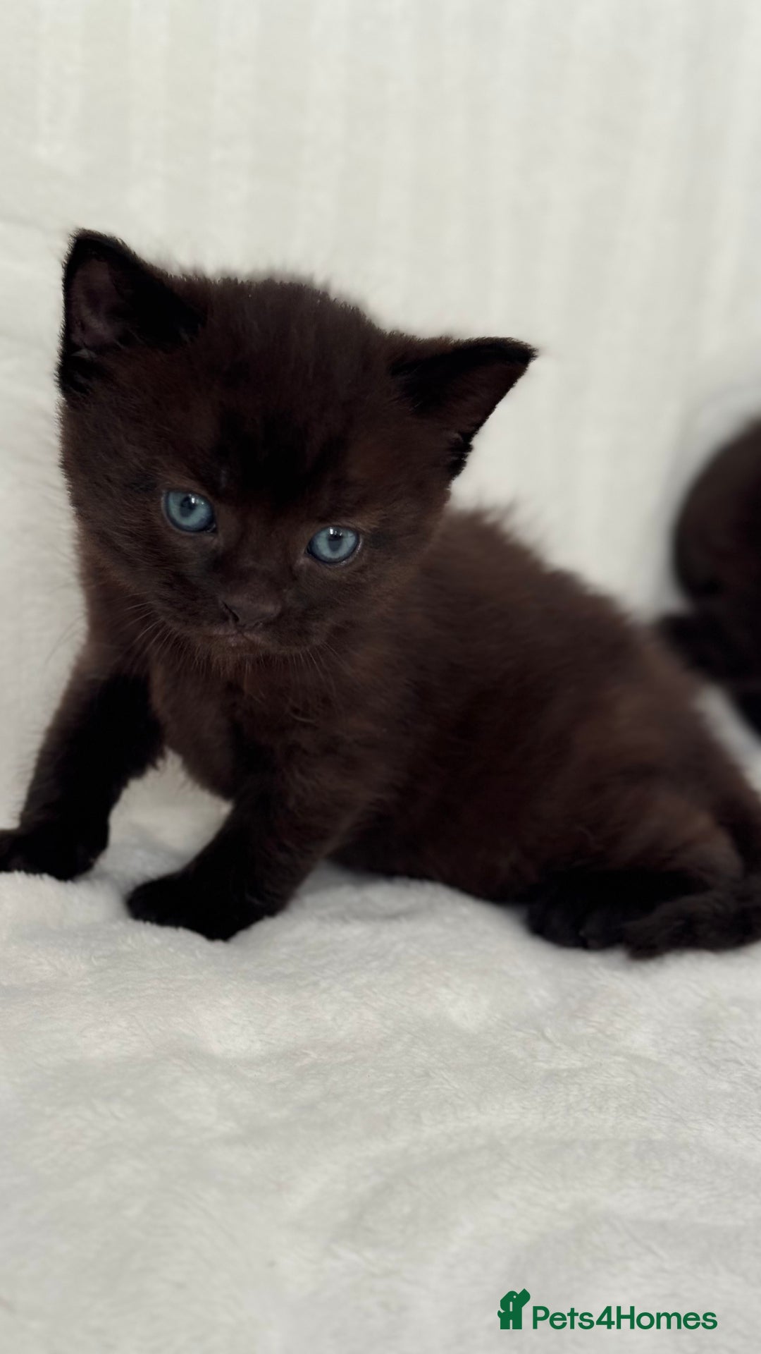 Sphynx cats for sale: ADORABLE KITTENS AVAILABLE - Advert 7