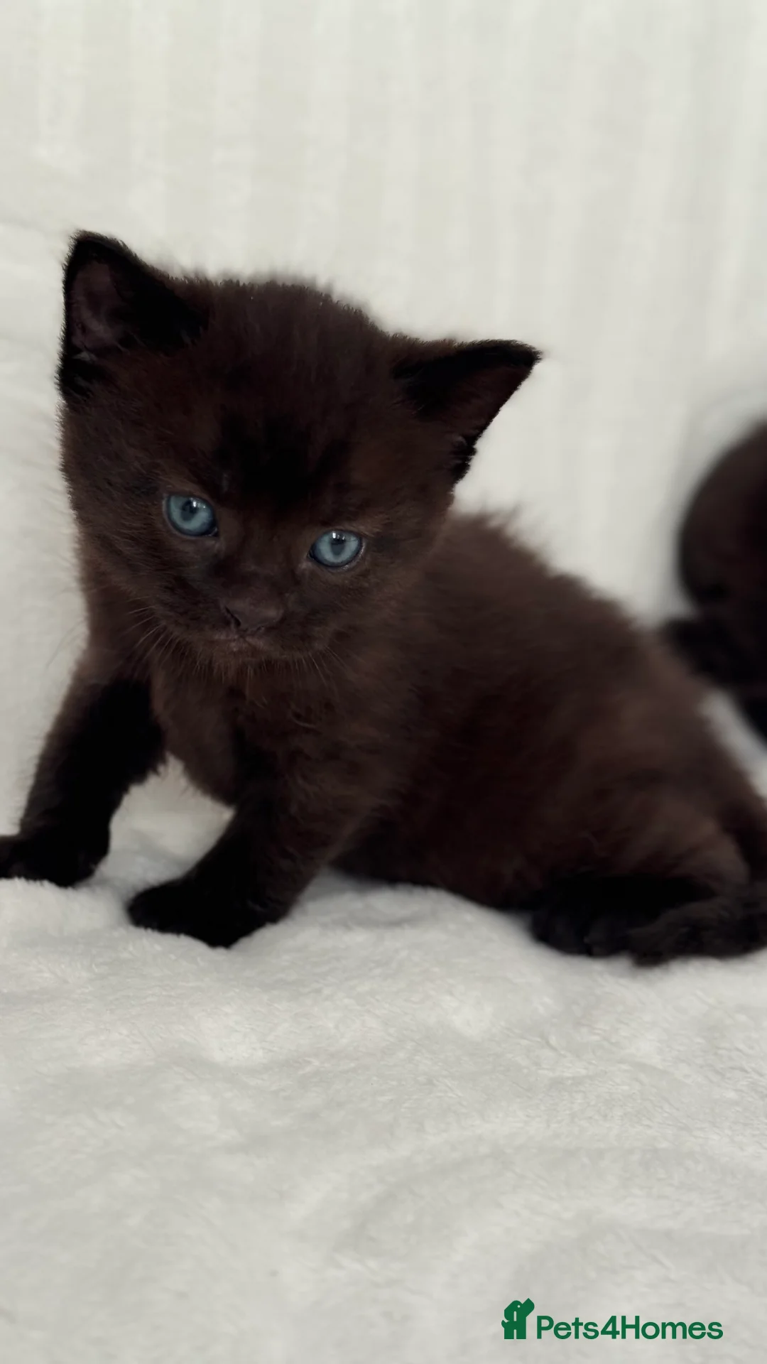 Sphynx cats for sale: ADORABLE KITTENS AVAILABLE - Advert 7