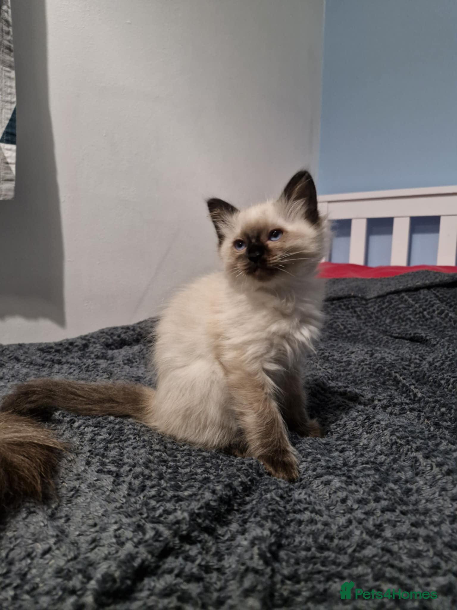 Ragdoll cats Seal Point Ragdoll – Boy Looking for a Loving Home - Advert 1