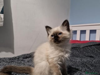 Ragdoll cats Seal Point Ragdoll – Boy Looking for a Loving Home - Advert 1