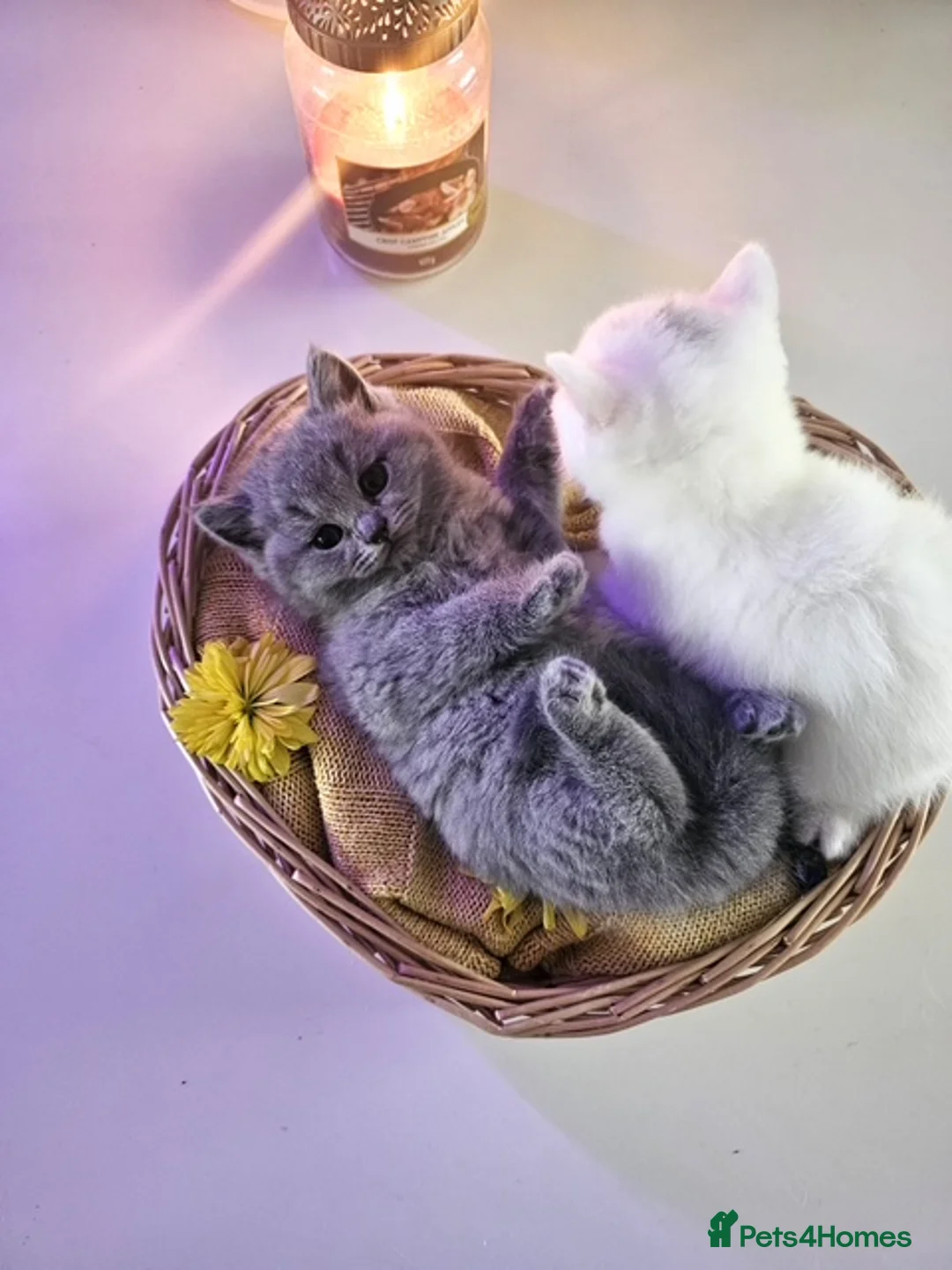 British Shorthair cats for sale: Adorable British Shorthair Kittens for Sale 🐾 - Advert 2