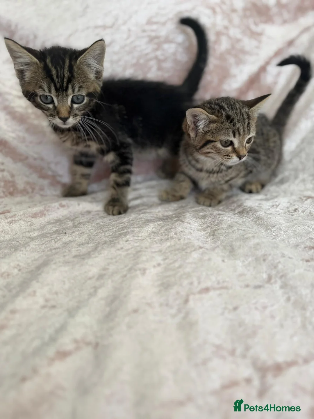 Mixed Breed cats for sale: Beautiful Bengal mix kittens  - Advert 1