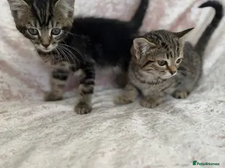 Mixed Breed cats Beautiful Bengal kittens in Petersfield - Advert 1