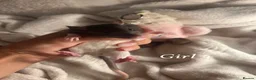 Rat rodents for sale: Baby rats  - Advert 5