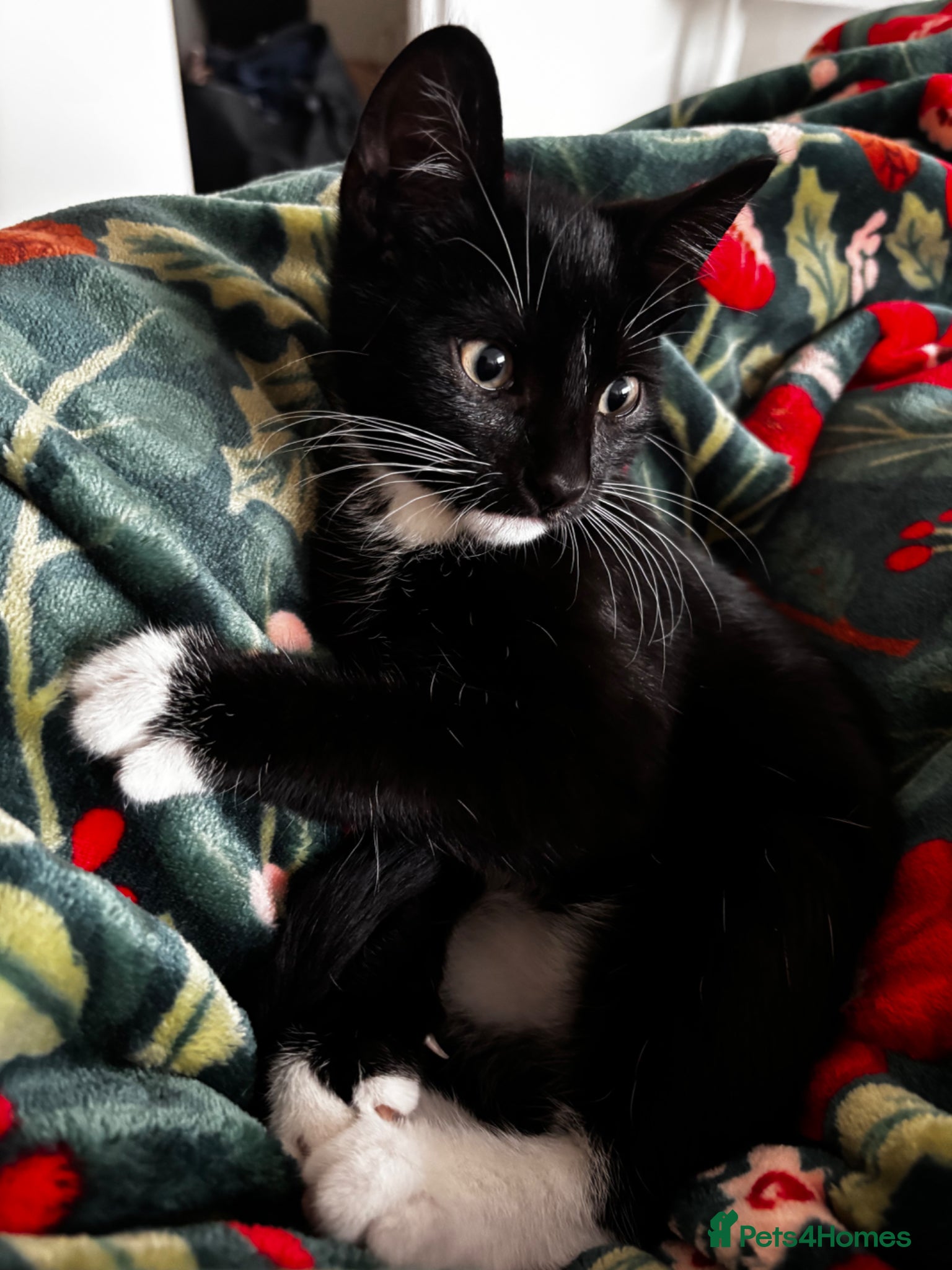 Mixed Breed cats Tuxedo kitten 💖 - Advert 3
