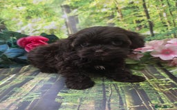 Shihpoo dogs for sale: F1 TOY SHIHPOO puppies, platinum choc champagne - Image 12