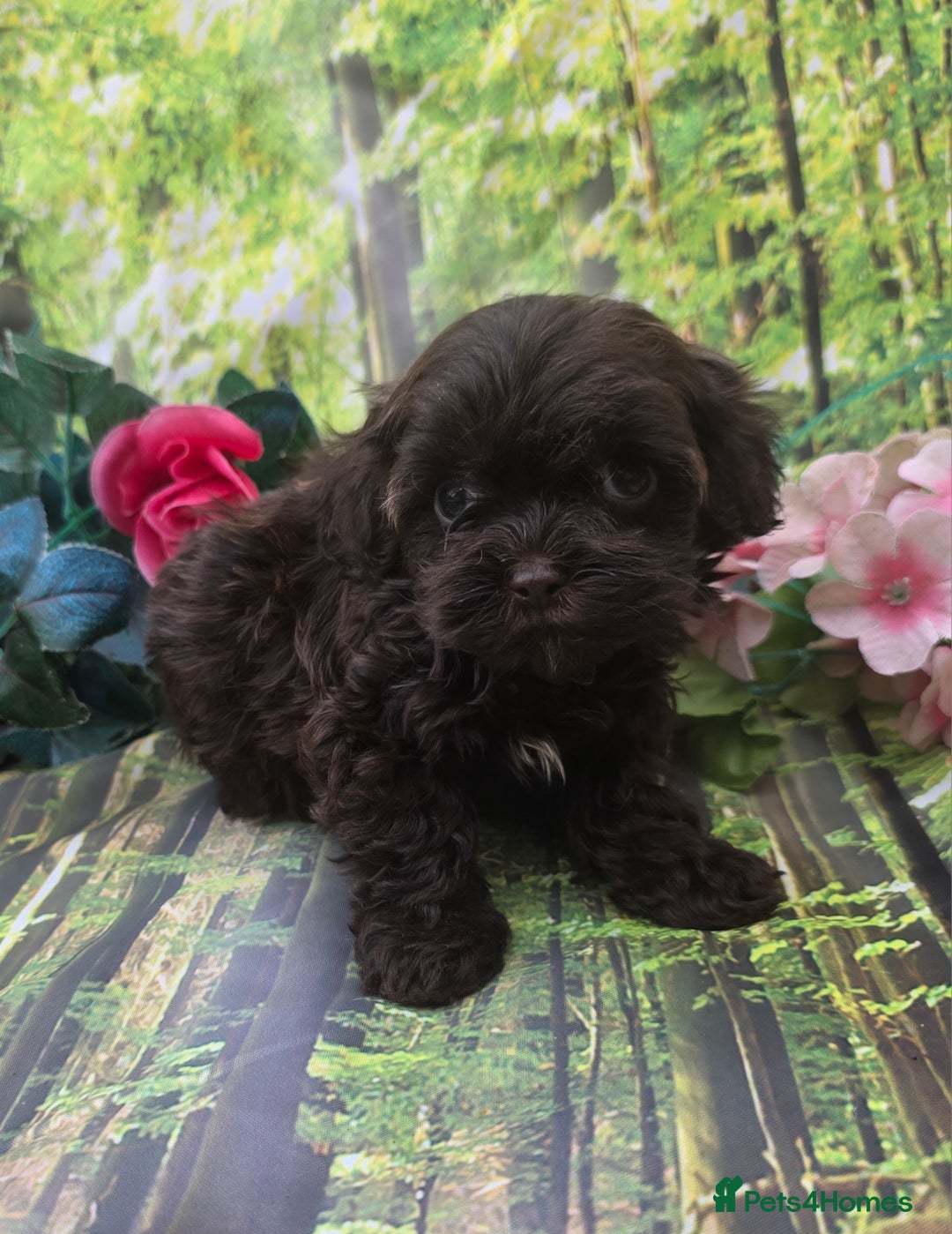 Shihpoo dogs for sale: F1 TOY SHIHPOO puppies, platinum choc champagne - Image 12