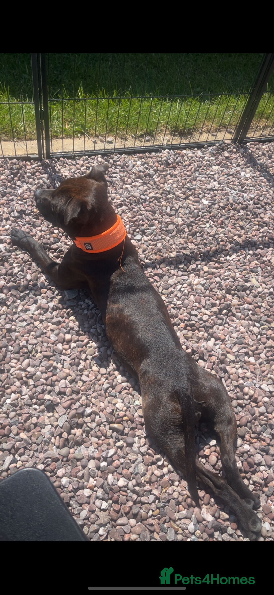 Staffordshire Bull Terrier dogs for sale: Kc Staffordshire bull terrier  - Advert 6