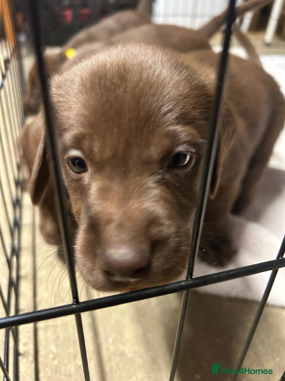 Labrador Retriever dogs 8 Pedigree Game-Breed Chocolate Labrador Puppies - Advert 1