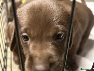 Labrador Retriever dogs 8 Pedigree Game-Breed Chocolate Labrador Puppies - Advert 1