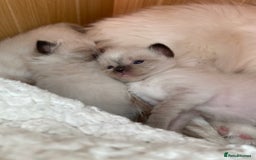 Ragdoll cats for sale: Adorable Ragdoll Kittens - Image 24