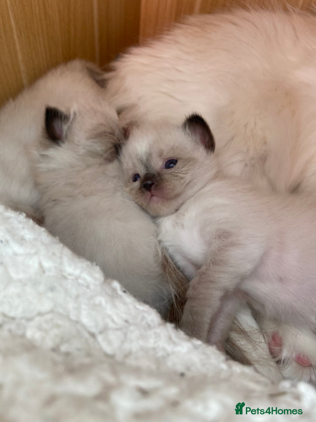 Ragdoll cats for sale: Adorable Ragdoll Kittens - Image 24