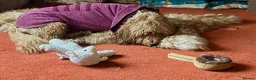 Cockapoo dogs for sale: 2 year old Cockapoo in Ayr - Advert 3