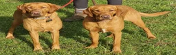 Labrador Retriever dogs for sale: Fox red labradors by Mochuto hot off the press - Advert 7