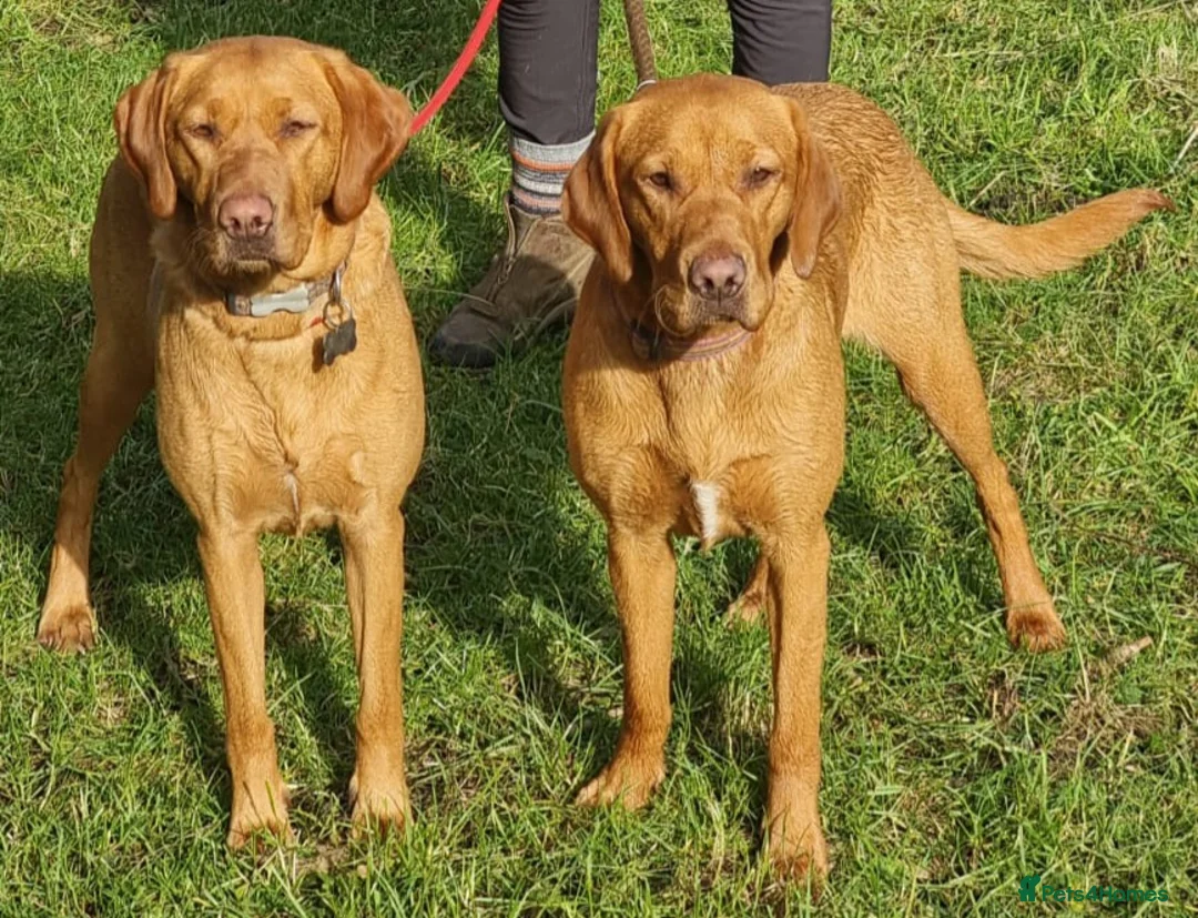 Labrador Retriever dogs for sale: 1 bitch available dark fox red KC registered  - Advert 18