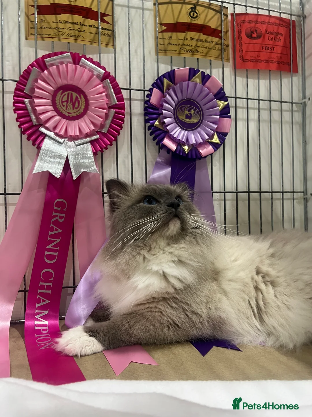 Ragdoll cats for stud: G.Champion✅GCCF/TICA Reg✅FIV/FELV/DNA✅Ragdoll stud in London - Advert 3