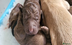 Australian Labradoodle dogs for sale: Beautiful Australian Labradoodle puppies  - Image 3