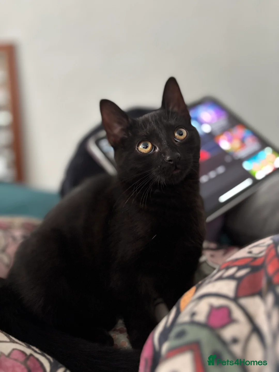 Mixed Breed cats for sale: 8 month old female cat to rehome  - Advert 8