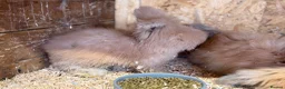 Angora rabbits for sale: Angora - Advert 17