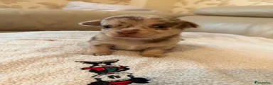 Chihuahua 3