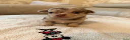 Chihuahua dogs for sale: Tiny chihuahua puppies  - Advert 6
