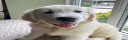 Golden Retriever dogs for sale: Lovely chunky cream puppies  - Advert 8