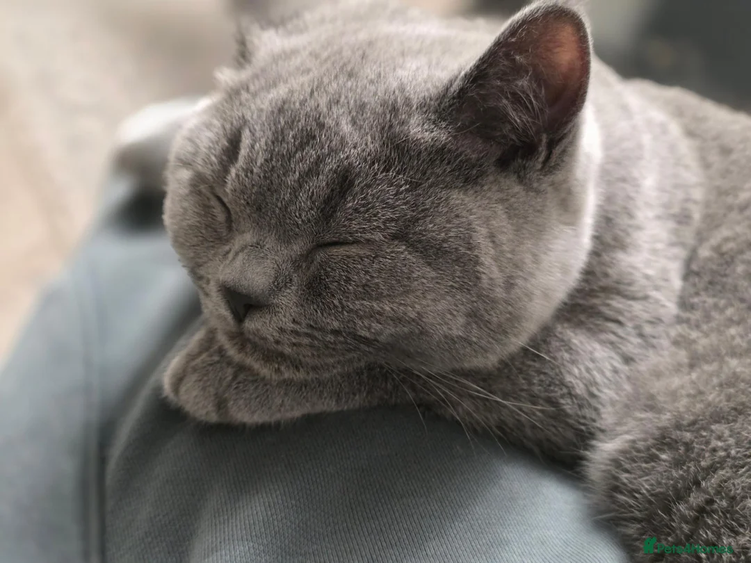 British Shorthair cats for sale: British Shorthair champion breed - Advert 5